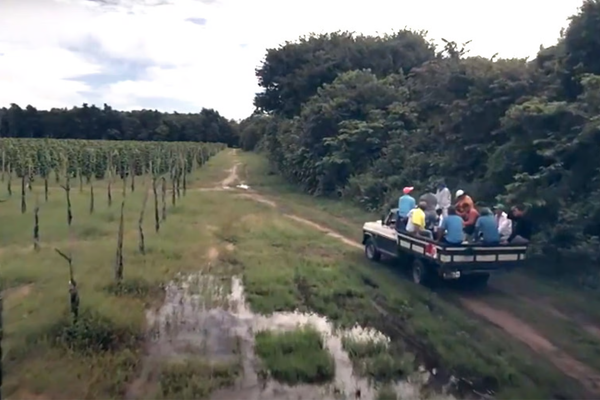 Cupuaçu | Lush Buying Story