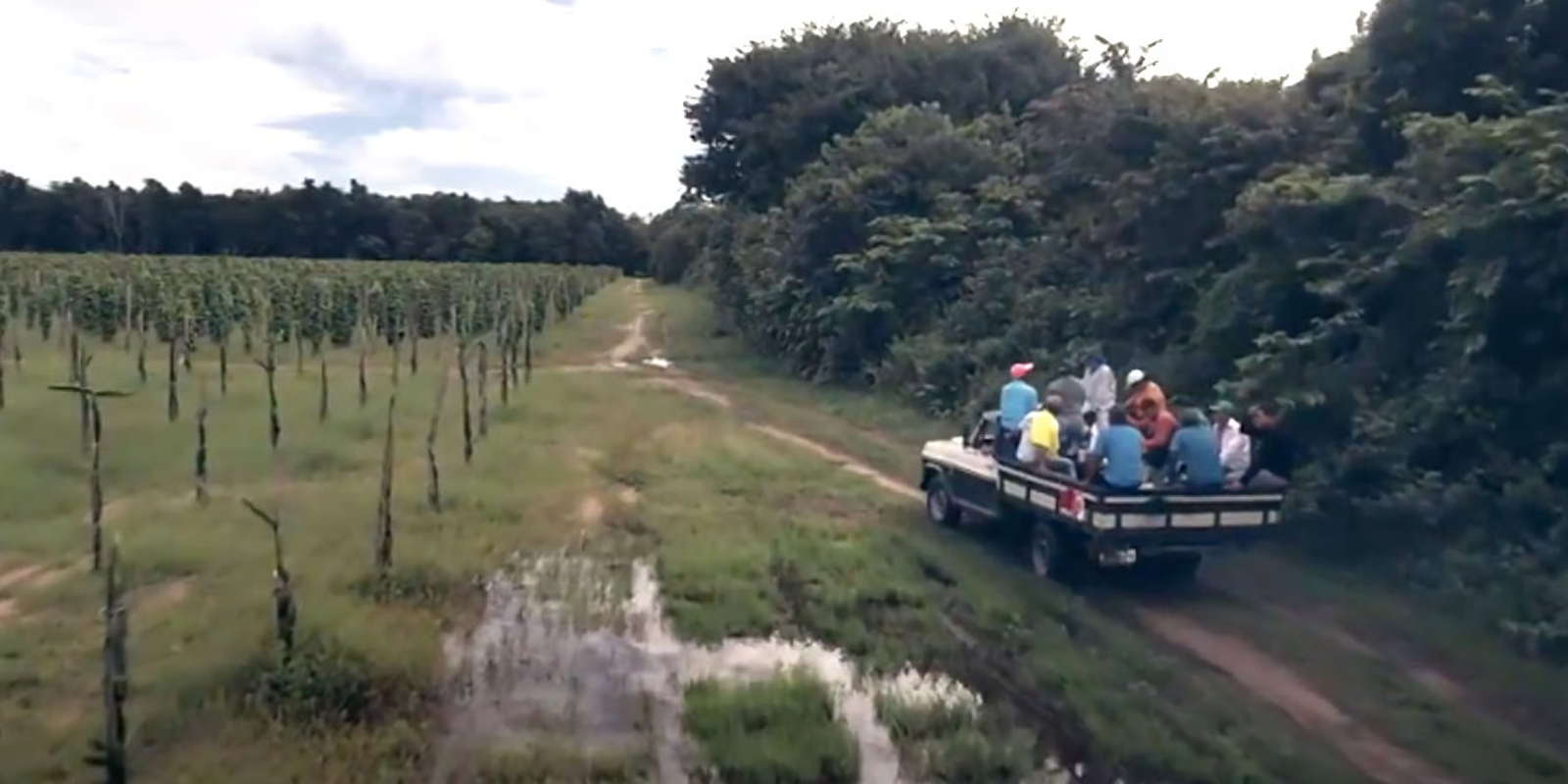 Cupuaçu | Lush Buying Story