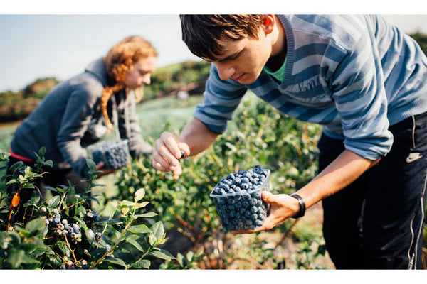 A green choice is a Lush choice