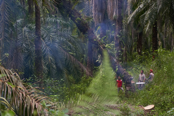 Practising permaculture in Sumatra: Regenerative patchouli oil