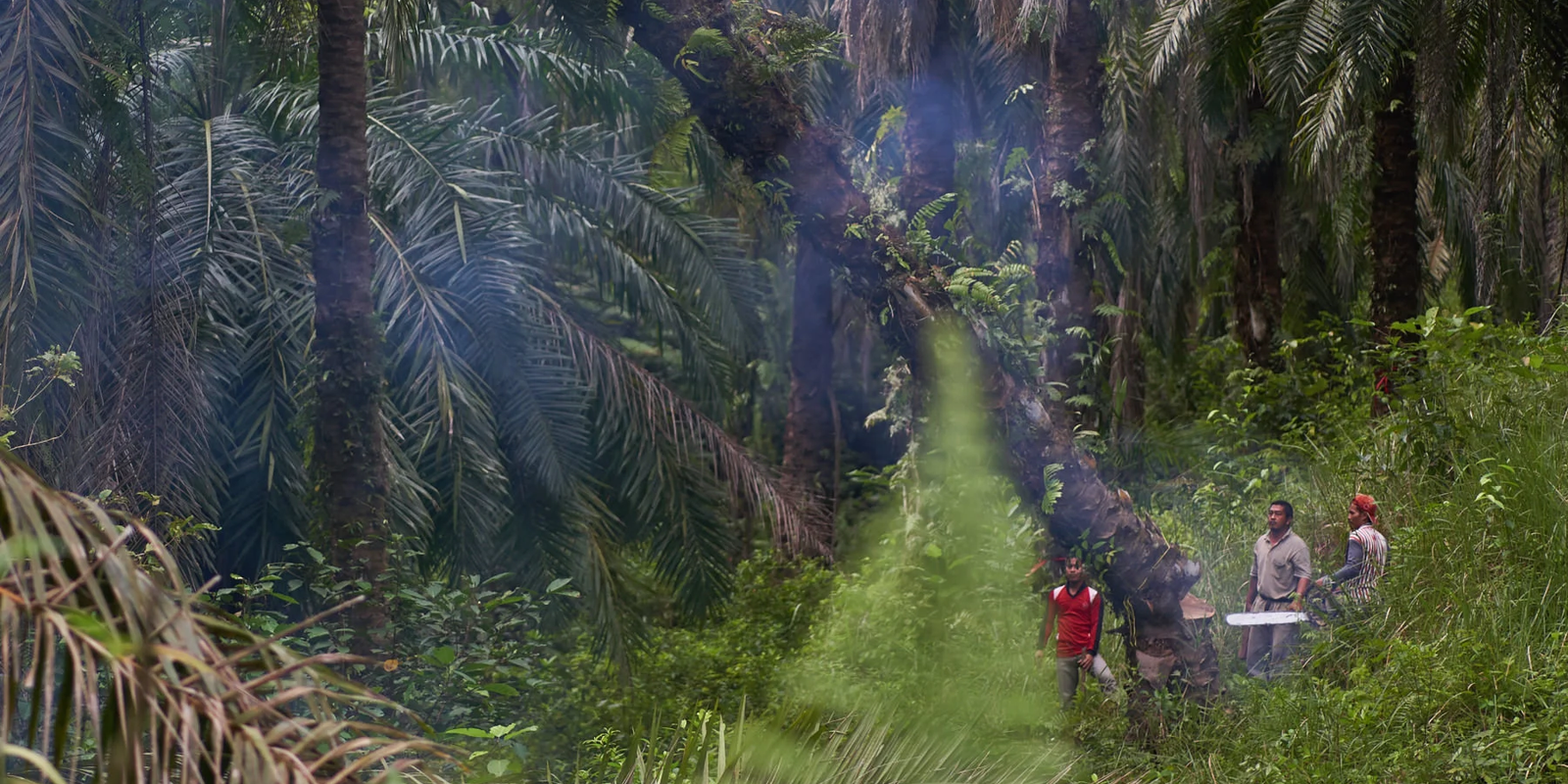 Practising permaculture in Sumatra: Regenerative patchouli oil