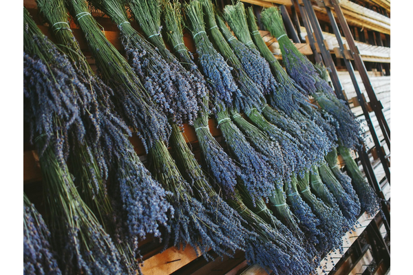 Why does lavender make you sleepy: a lowdown