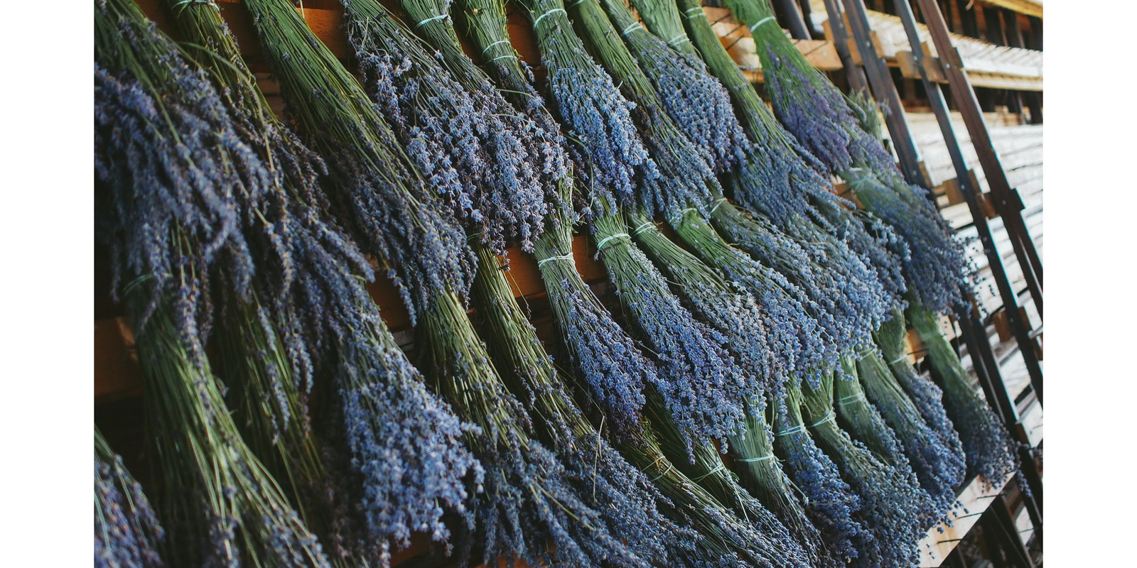 Why does lavender make you sleepy: a lowdown