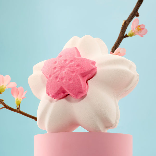 Blooming Cherry Blossoms